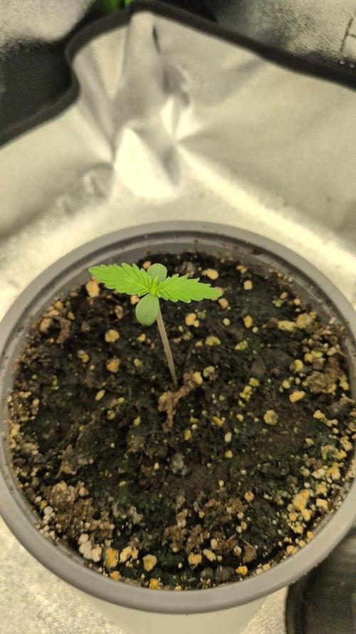 Gelato & Cheese Auto. - Ucl Run. Week 4 - 6.2 - Cheese