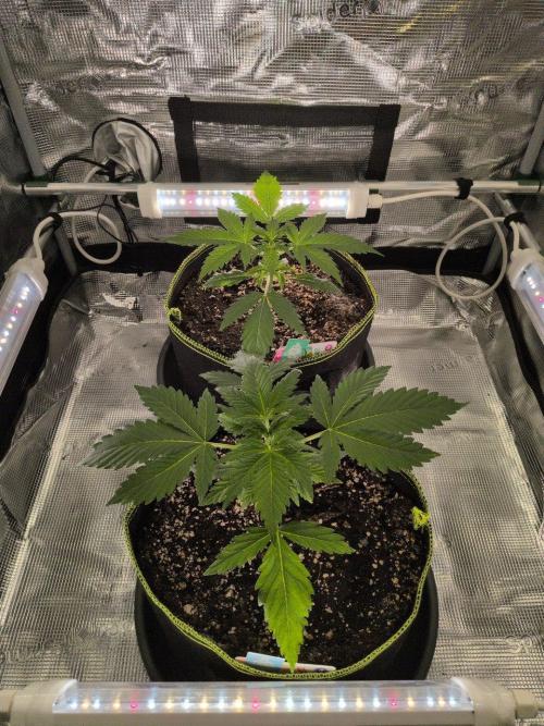 Gelato & Cheese Auto. - Ucl Run. Week 4 - 6.2