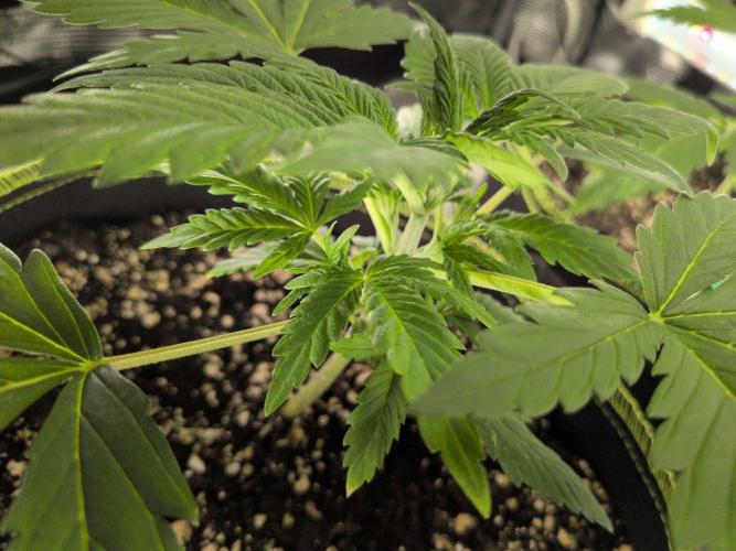 Gelato & Lemon Cherry Gelato. Week 4 - 7.2