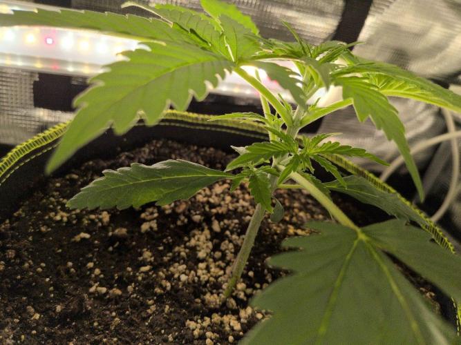 Gelato & Lemon Cherry Gelato. Week 4 - 7.2