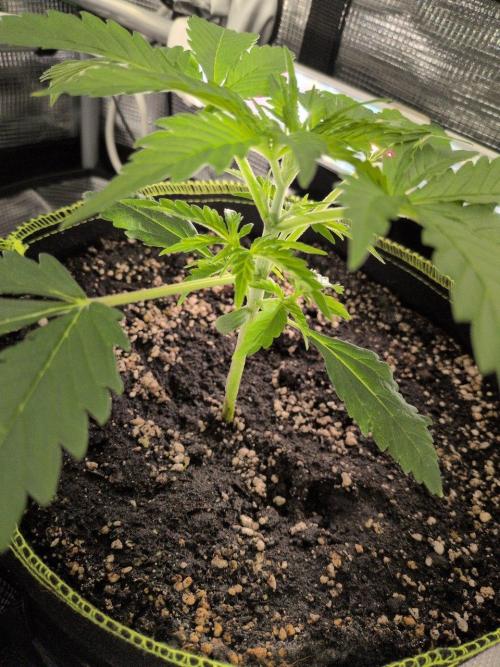 Gelato & Lemon Cherry Gelato. Week 4 - 7.2