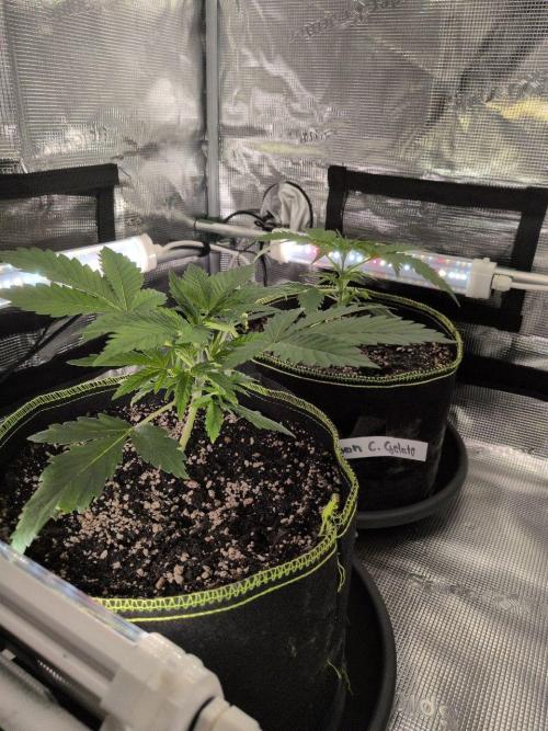 Gelato & Lemon Cherry Gelato. Week 4 - 7.2