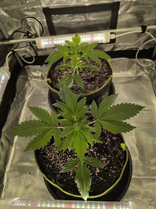 Gelato & Lemon Cherry Gelato. Week 4 - 7.2