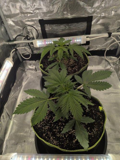 Gelato & Lemon Cherry Gelato. Week 4 - 8.2