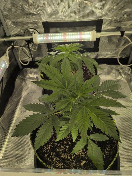 Gelato & Lemon Cherry Gelato. Week 4 - 10.2