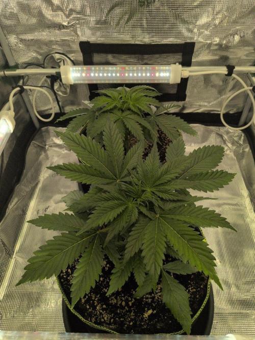 Gelato & Lemon Cherry Gelato. Week 4 - 11.2