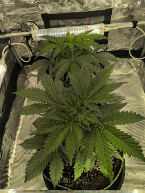 Gelato & Lemon Cherry Gelato. Week 4 - 13.2