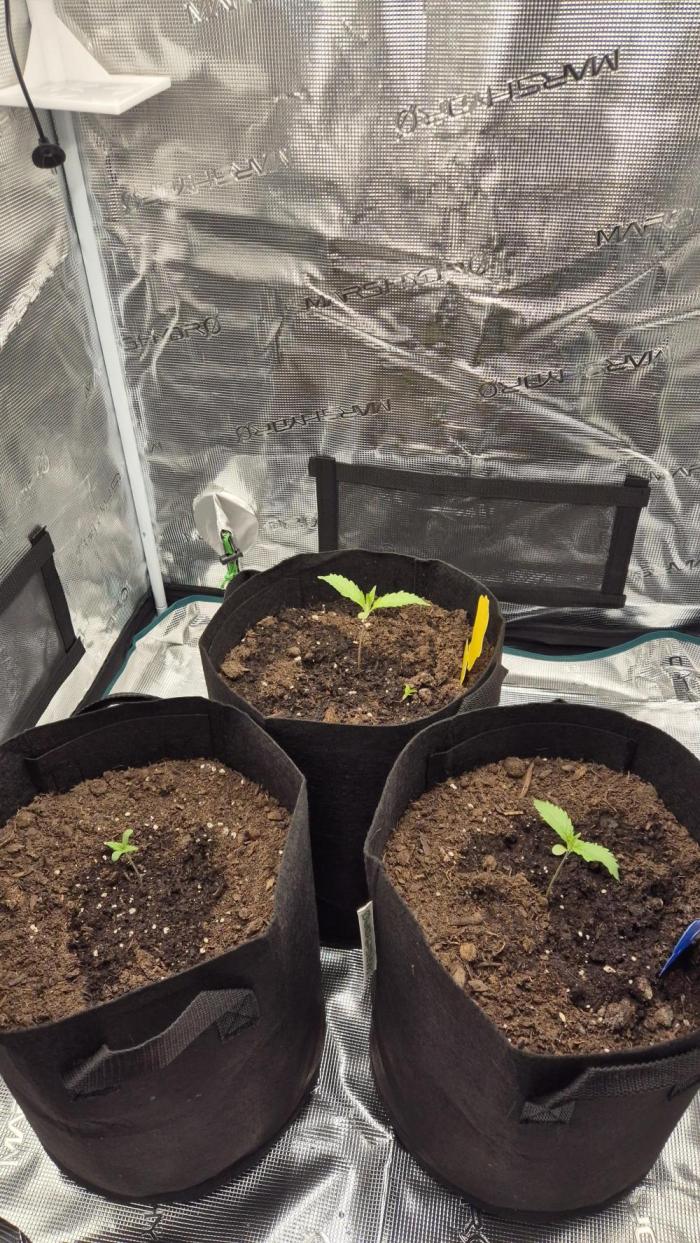 Banana purple Punch. Week 0