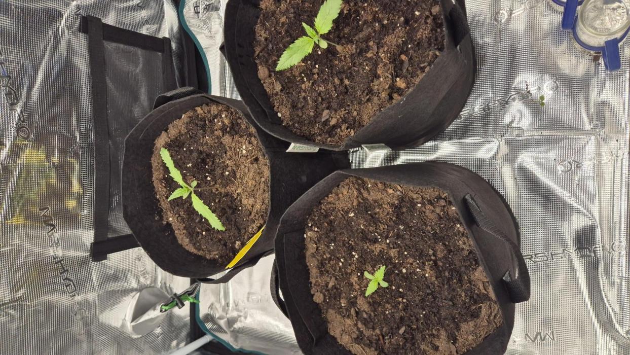 Banana purple Punch. Week 1