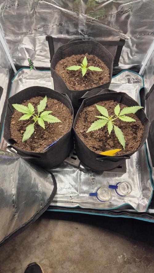 Banana purple Punch. Week 2