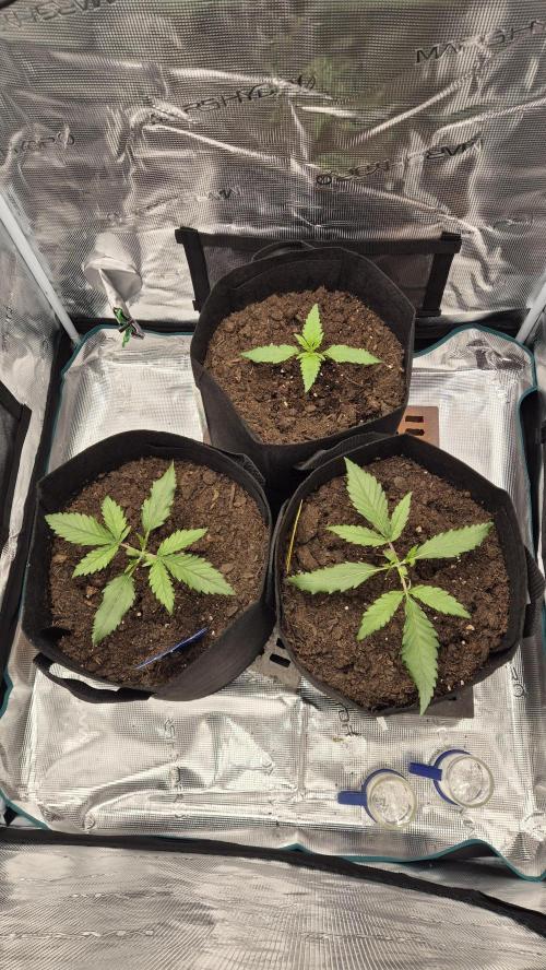 Banana purple Punch. Week 2