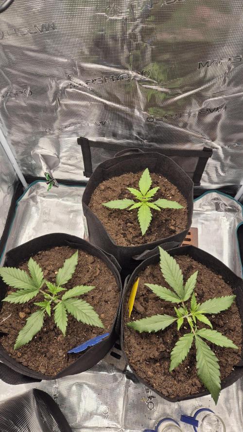 Banana purple Punch. Week 3