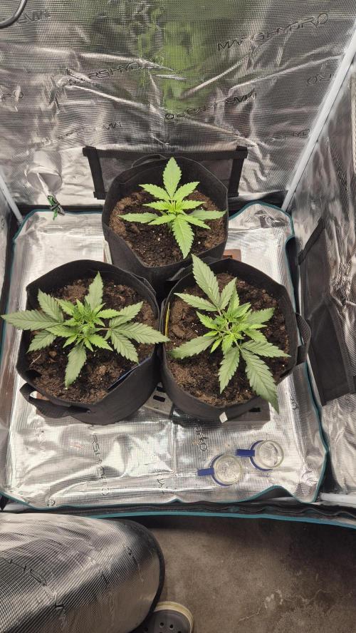 Banana purple Punch. Week 3