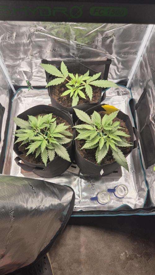 Banana purple Punch. Week 3