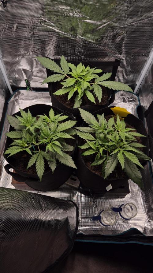 Banana purple Punch. Week 4