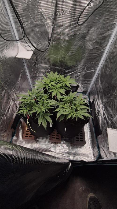 Banana purple Punch. Week 5