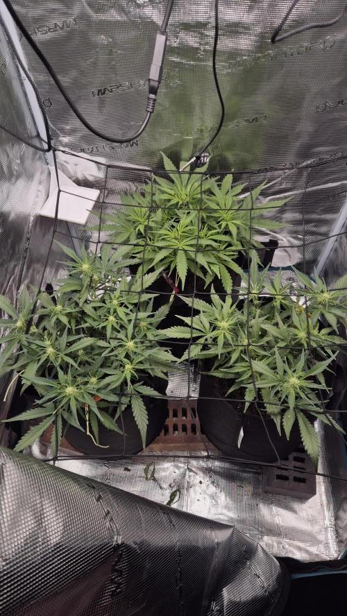 Banana purple Punch. Week 6