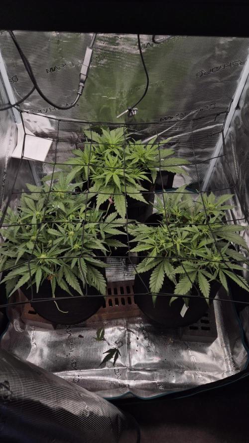 Banana purple Punch. Week 6