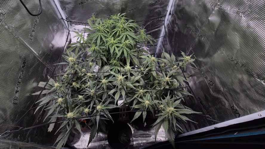 Banana purple Punch. Week 7