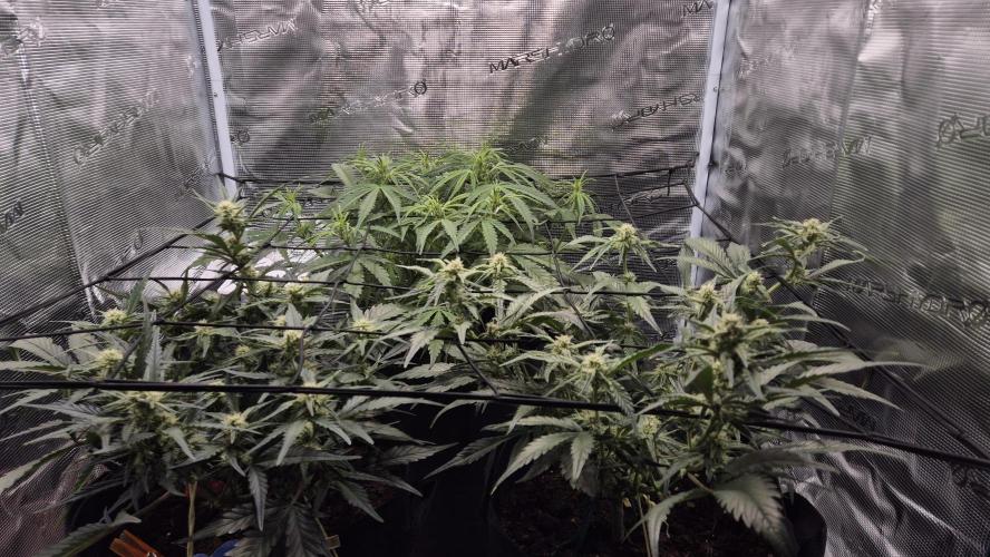 Banana purple Punch. Week 7