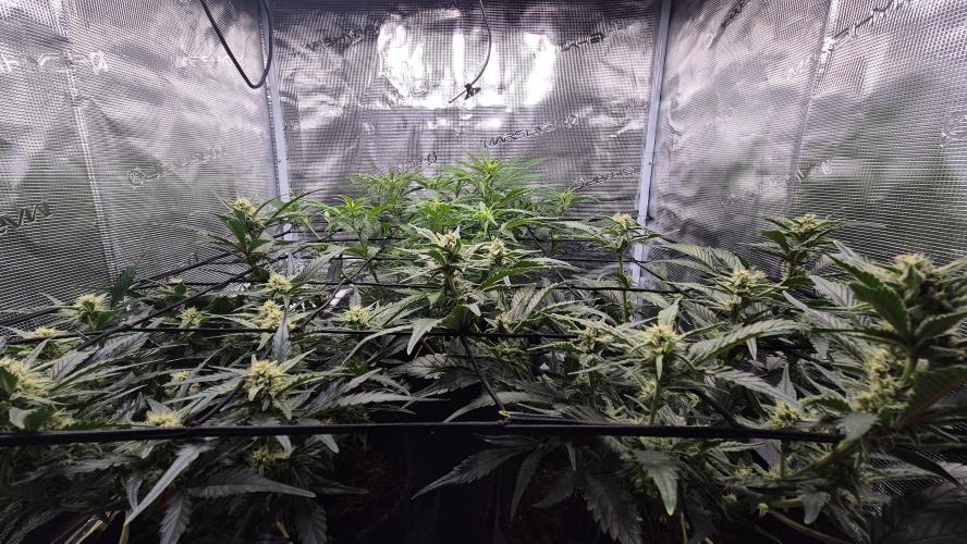 Banana purple Punch. Week 7