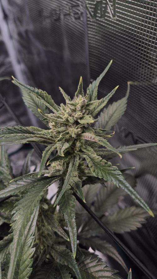 Banana purple Punch. Week 8