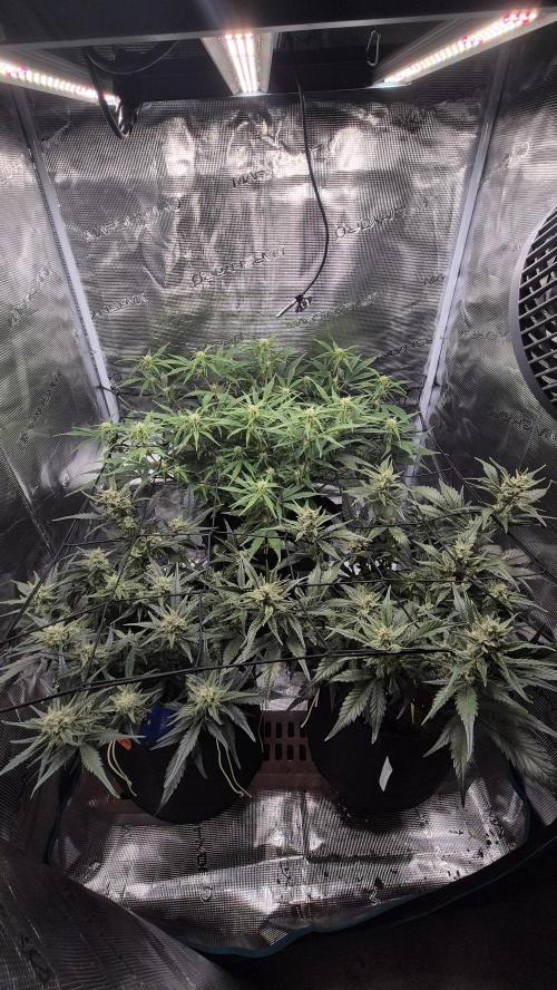 Banana purple Punch. Week 8