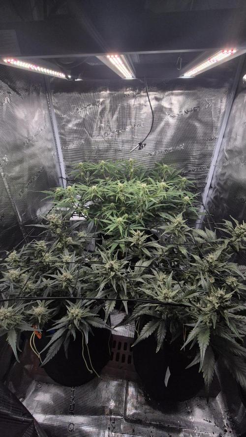 Banana purple Punch. Week 8