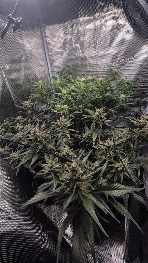 Banana purple Punch. Week 9