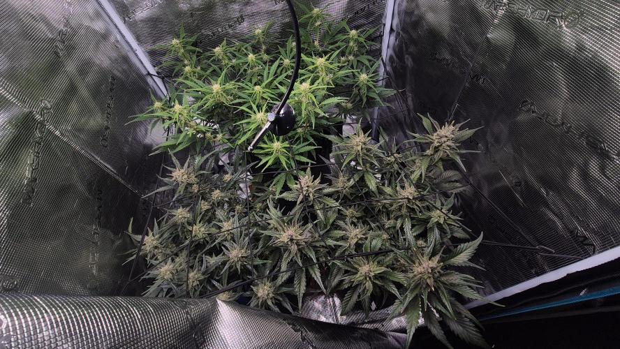 Banana purple Punch. Week 9