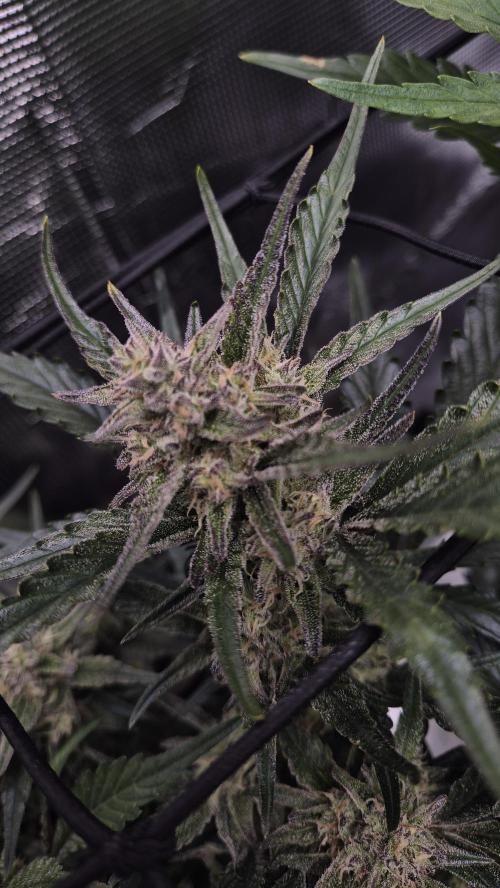 Banana purple Punch. Week 9