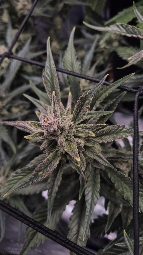 Banana purple Punch. Week 9