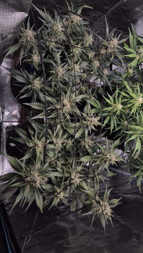 Banana purple Punch. Week 9