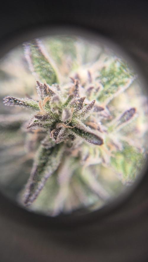 Banana purple Punch. Week 9