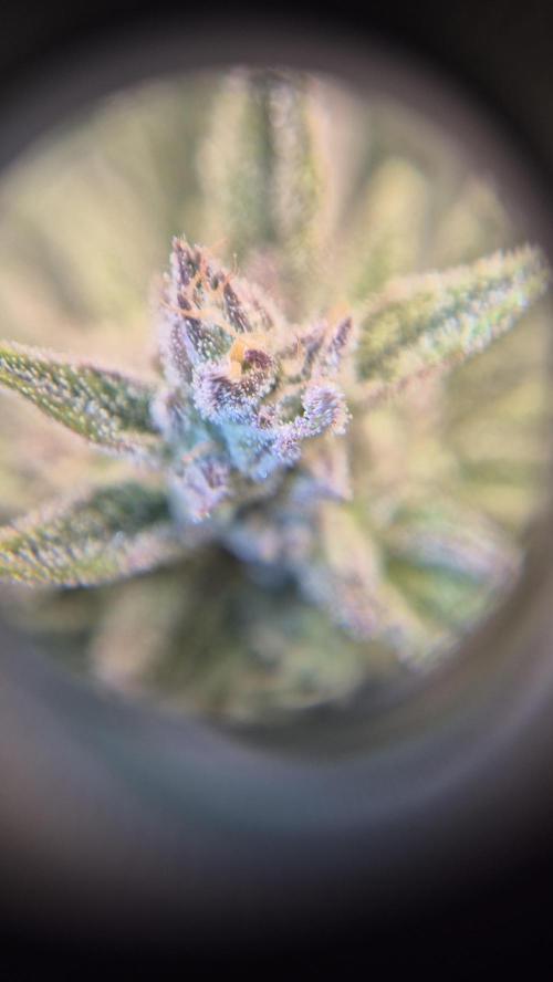 Banana purple Punch. Week 9