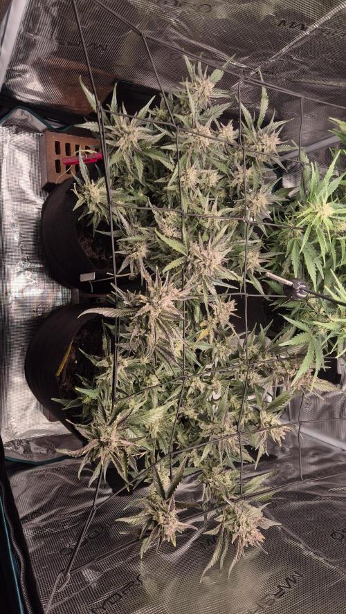 Banana purple Punch. Week 10