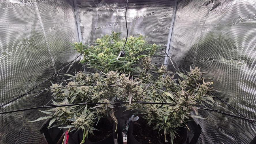 Banana purple Punch. Week 10