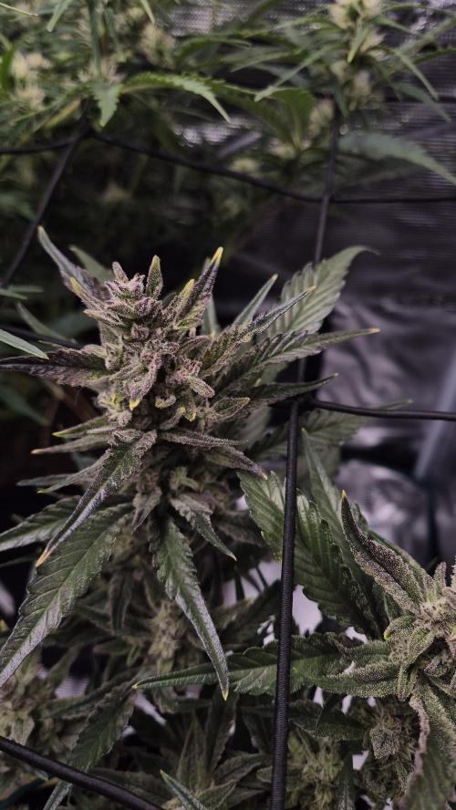 Banana purple Punch. Week 10