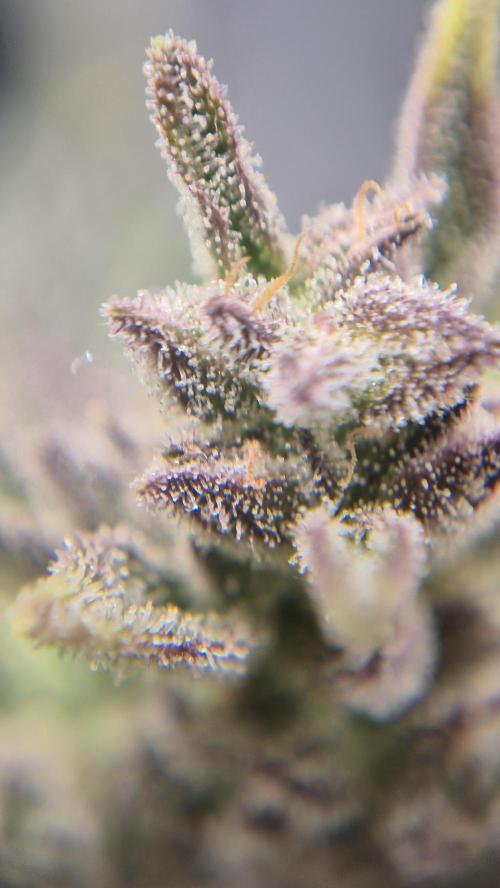 Banana purple Punch. Week 10