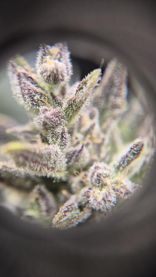 Banana purple Punch. Week 10