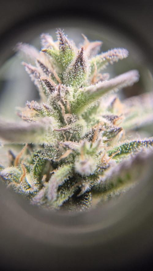 Banana purple Punch. Week 10