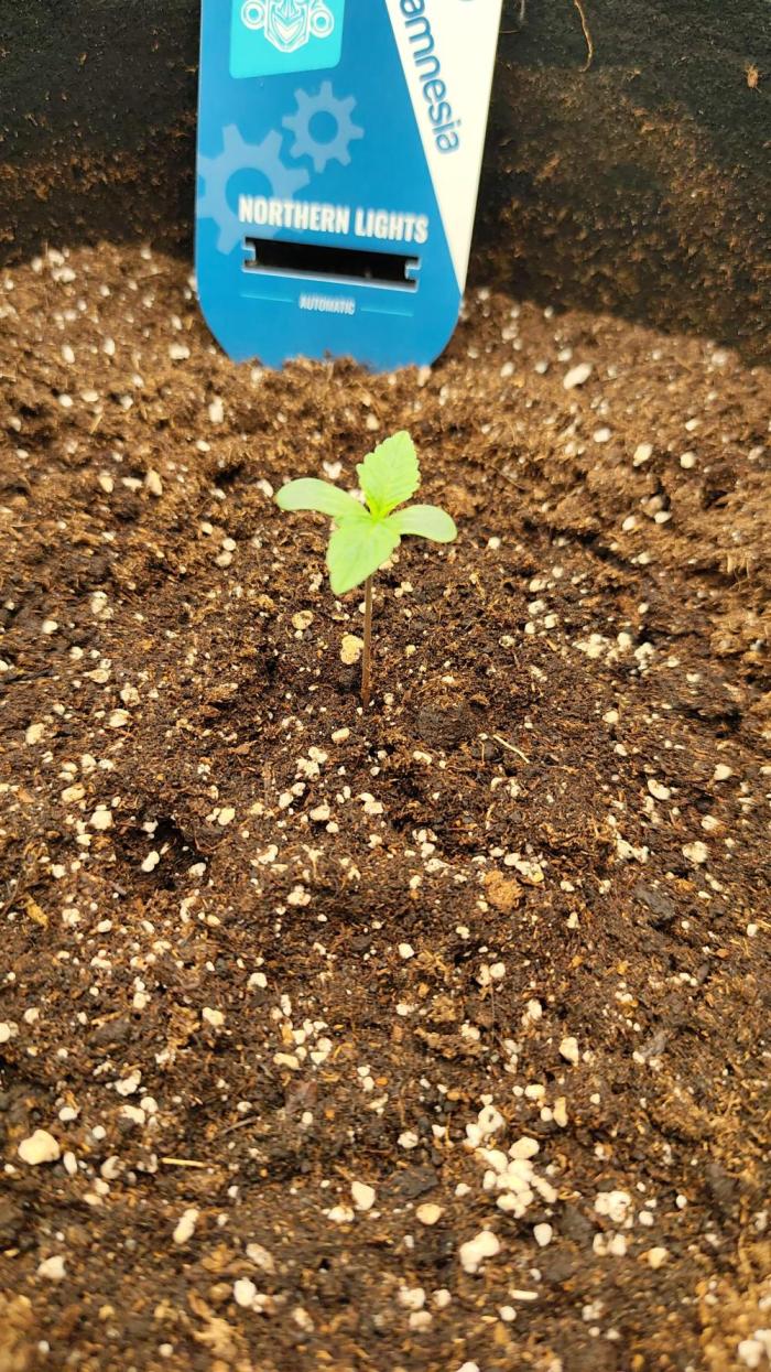 Zamnesia Northern Lights Auto. Week 1