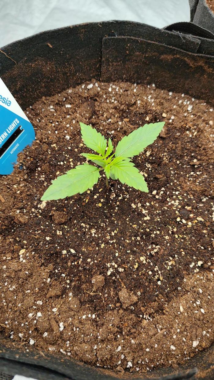 Zamnesia Northern Lights Auto. Week 2