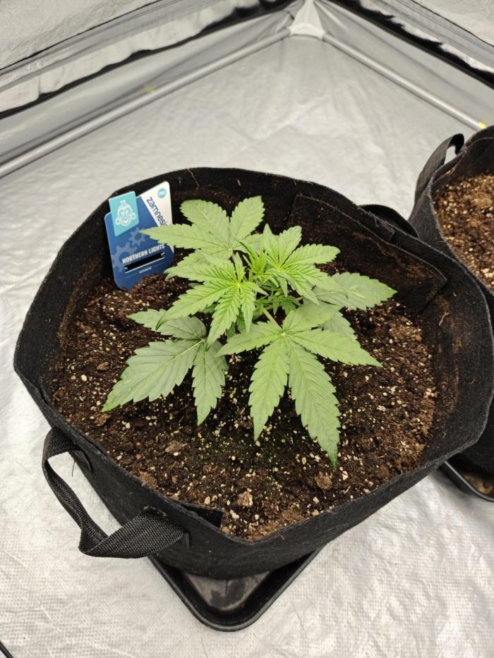 Zamnesia Northern Lights Auto. Week 3