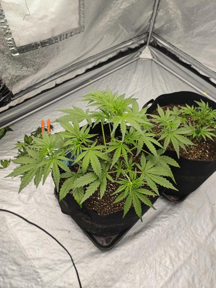 Zamnesia Northern Lights Auto. Week 4