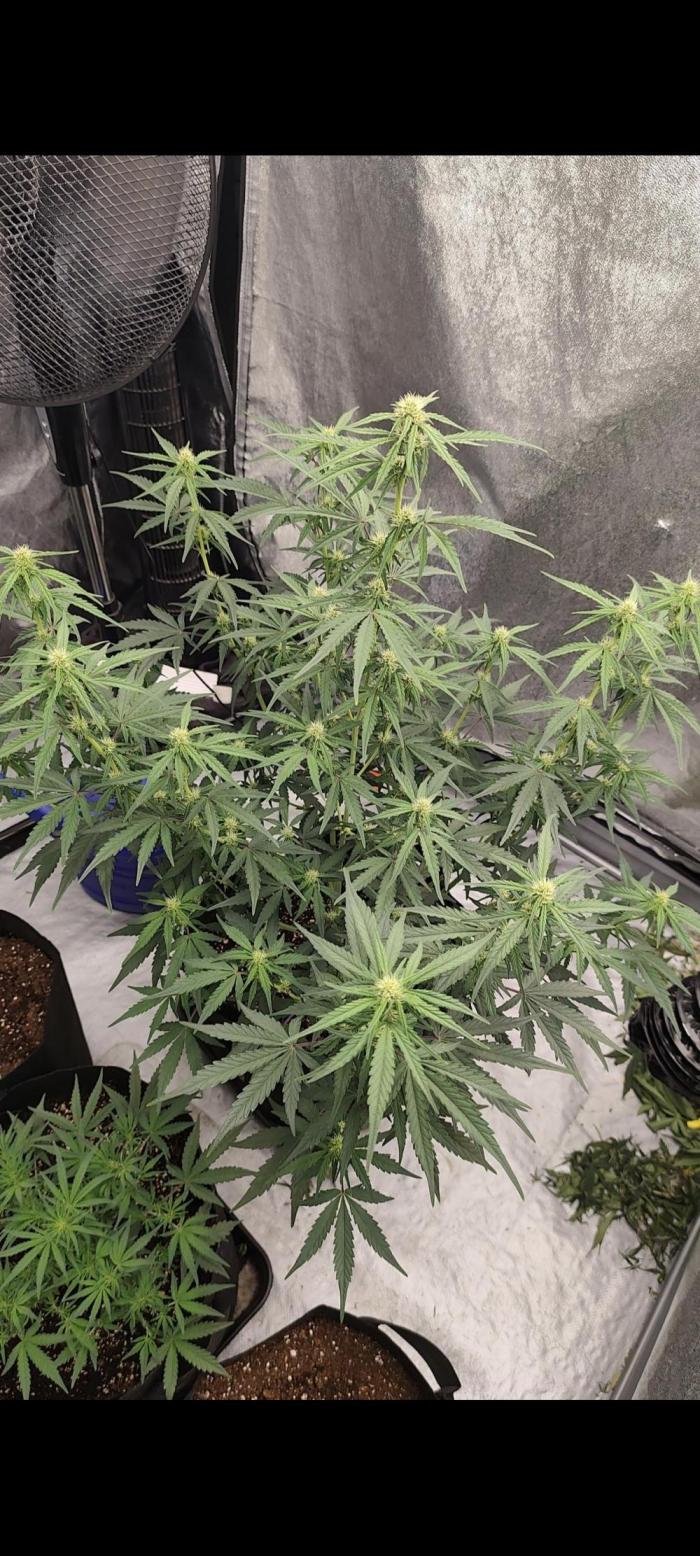 Zamnesia Northern Lights Auto. Week 6