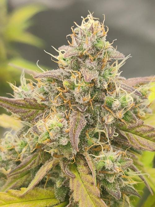 Zamnesia Northern Lights Auto. Week 9