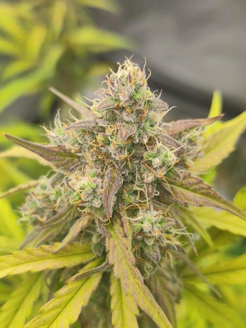 Zamnesia Northern Lights Auto. Week 9