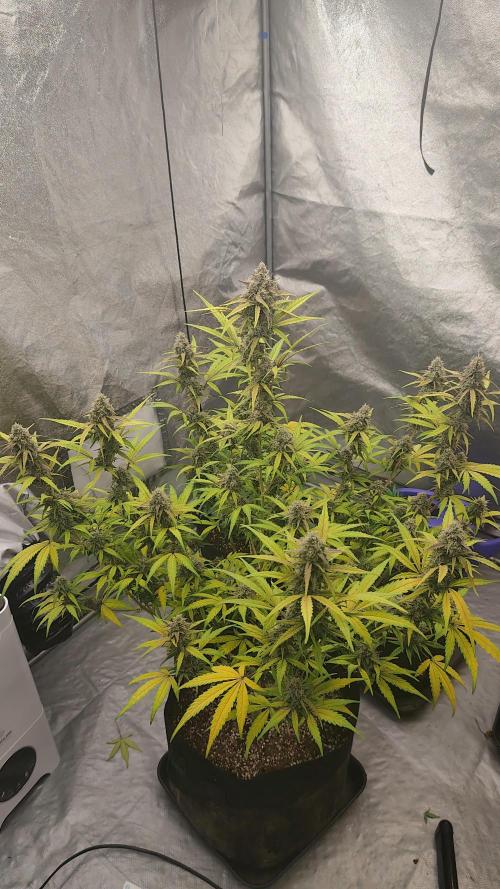 Zamnesia Northern Lights Auto. Week 9