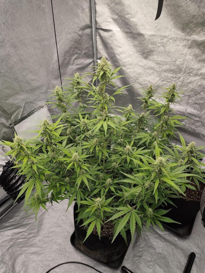 Zamnesia Northern Lights Auto. Week 8